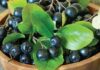 Aronia – fructele exotice miraculoase pentru sănătatea consumatorilor